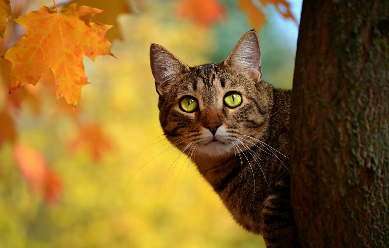 Фото обои Кошка, Осень, Fall, Autumn, Cat