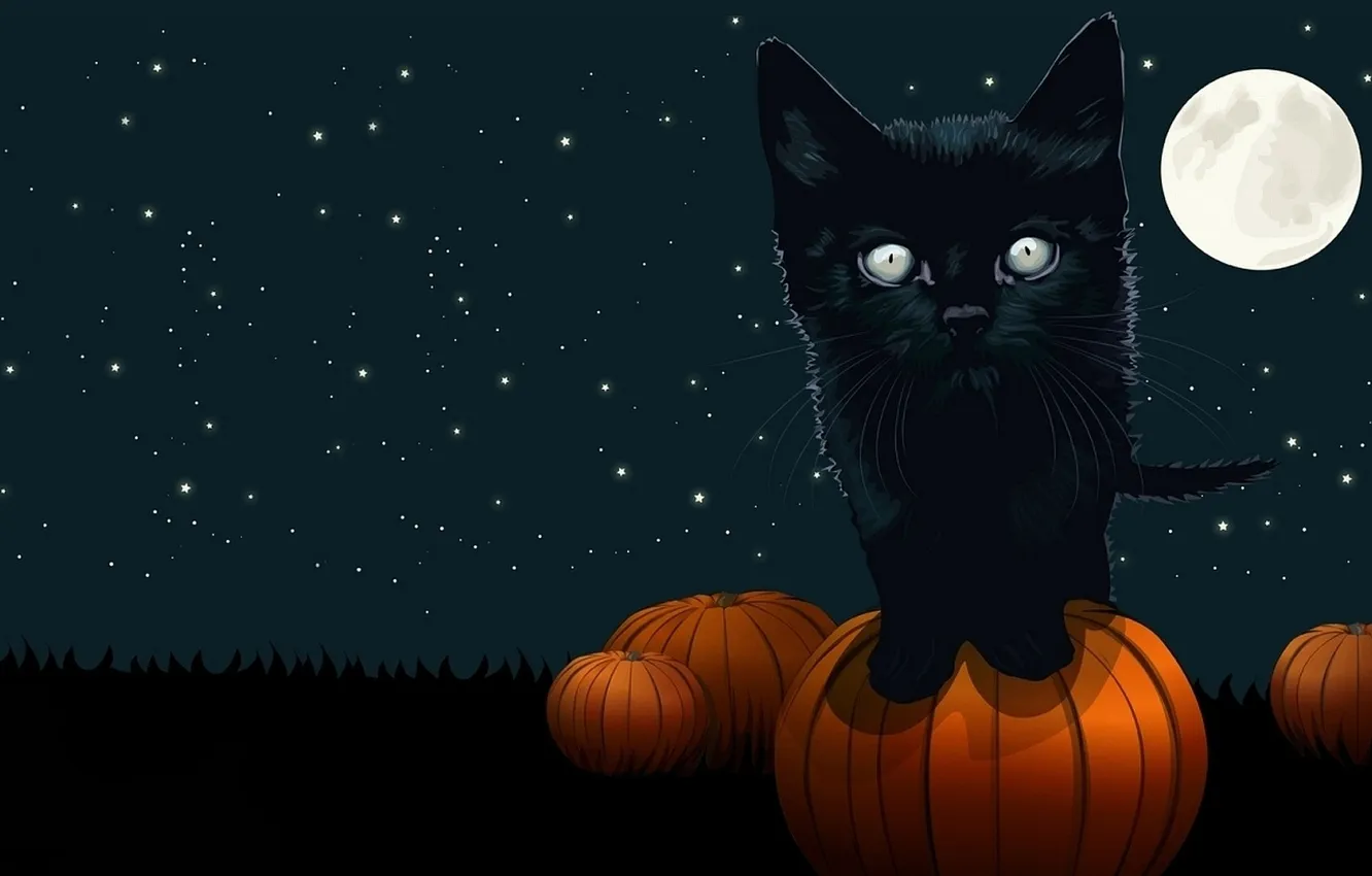 Фото обои кошка, кот, ночь, Halloween, тыква, Хэллоуин, чёрный фон