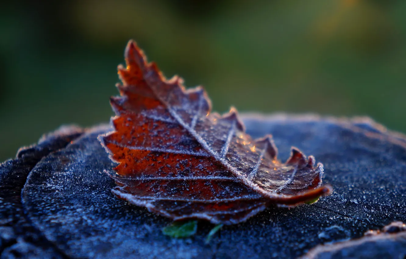 Фото обои autumn, leaf, braun