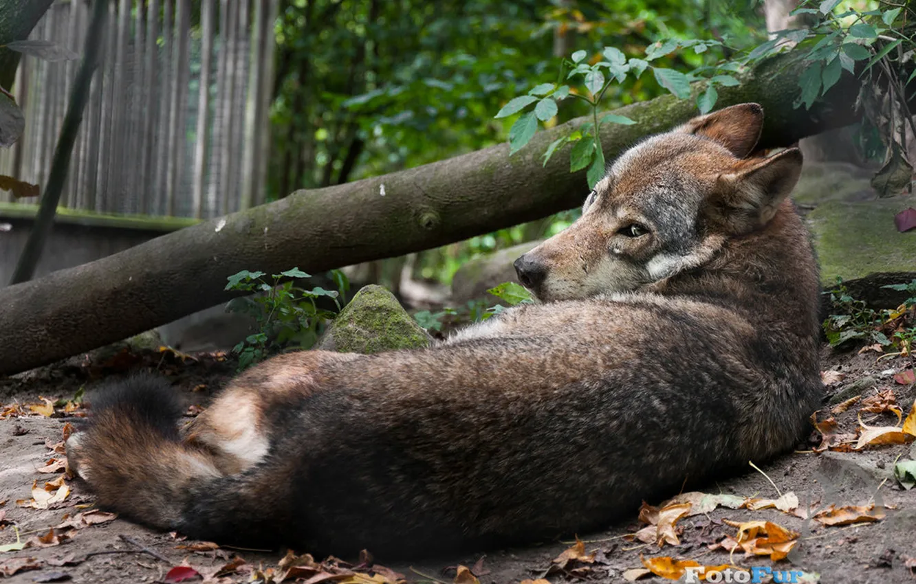 Фото обои fantasy, nature, art, snow, predator, face, animal, wolf