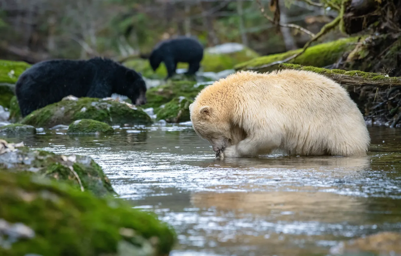 Фото обои Канада, Медведи, Canada, Речка, Северная Америка, North America, Охота, Bears
