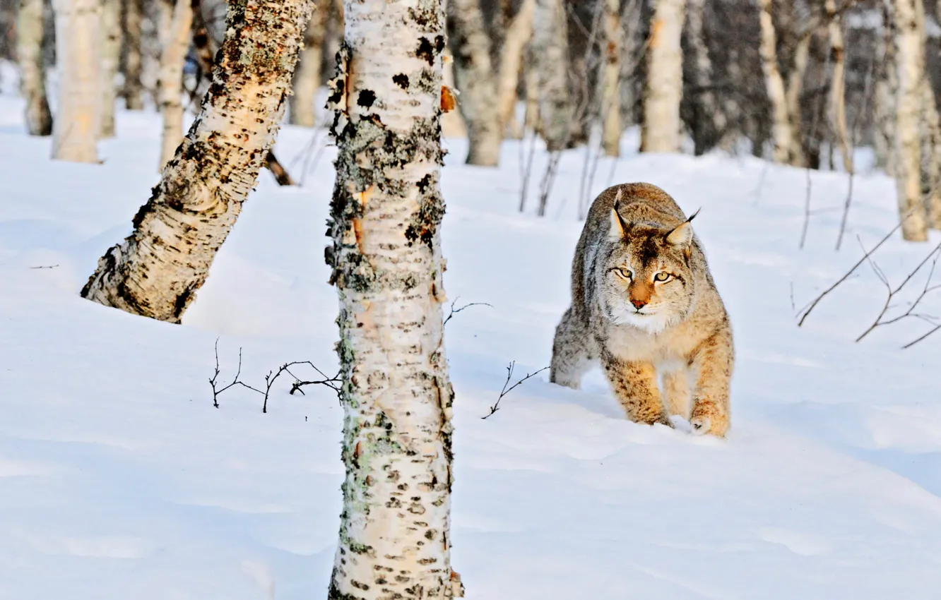Фото обои зима, лес, кошка, снег, природа, стволы, сугробы, березы