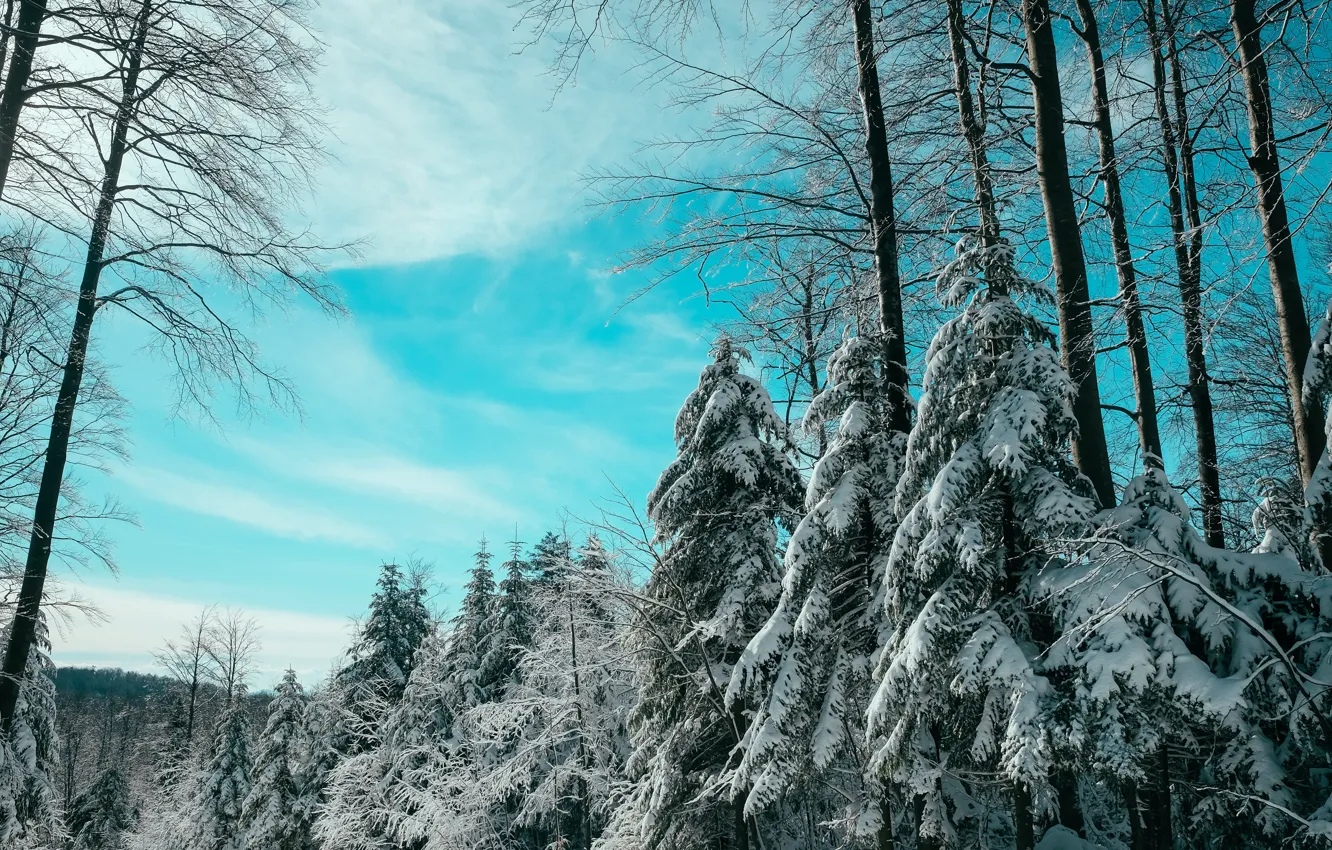 Фото обои forest, winter, snow