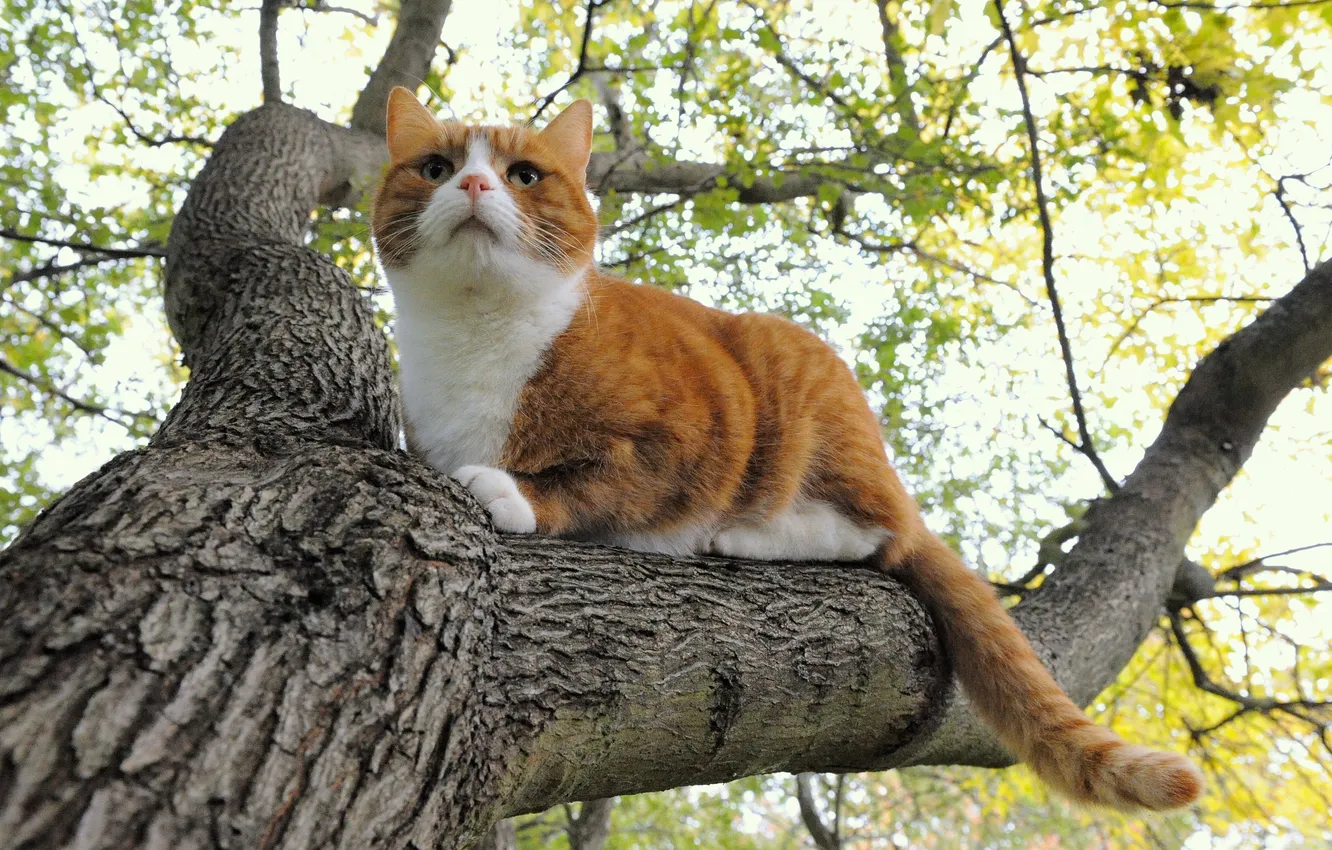 Фото обои кошка, кот, природа, дерево, рыжий