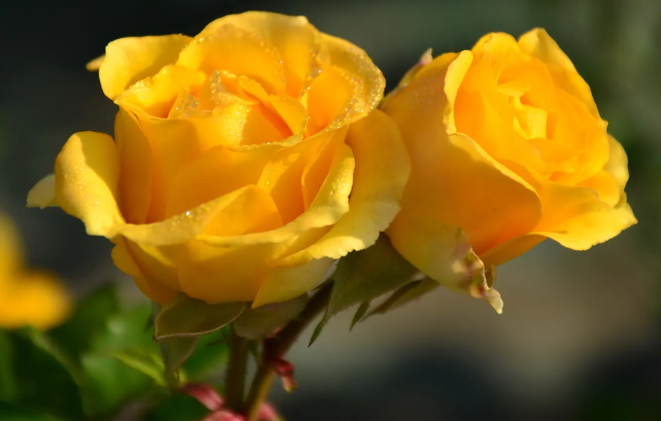 Фото обои солнце, капли, цветы, розы, желтые