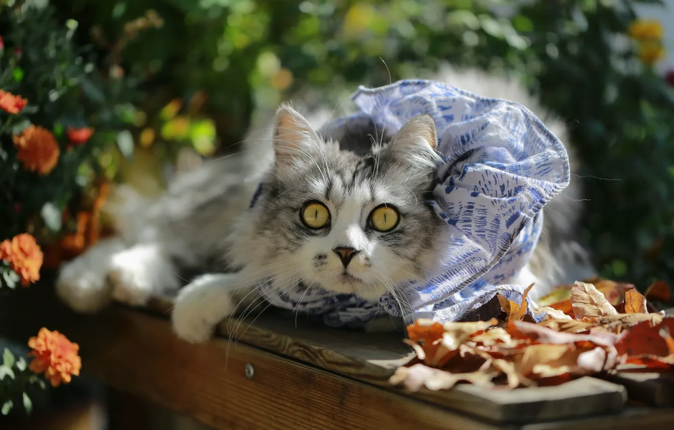 Фото обои осень, кошка, кот, взгляд, цветы, скамейка, поза, серый