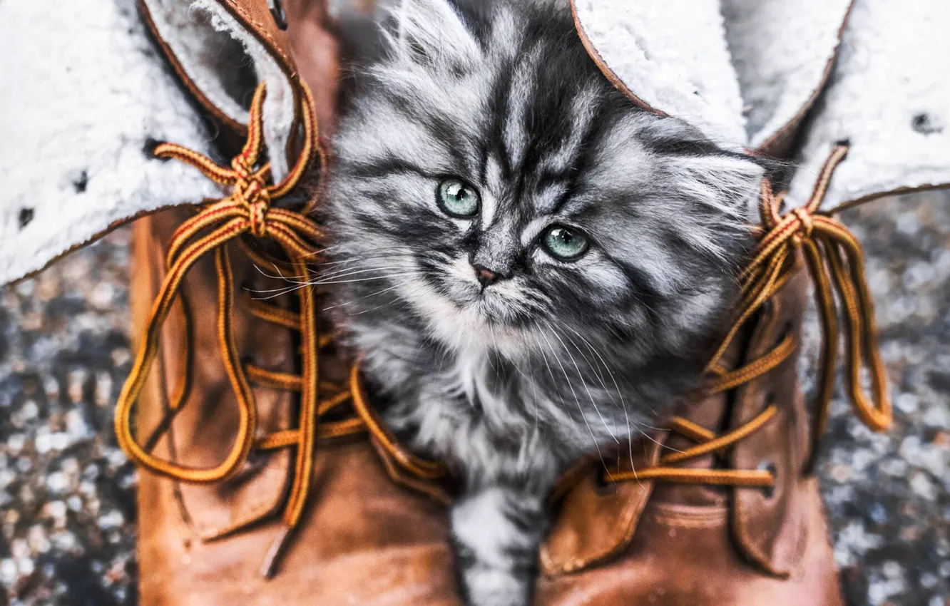 Фото обои кошка, кот, взгляд, поза, мордашка