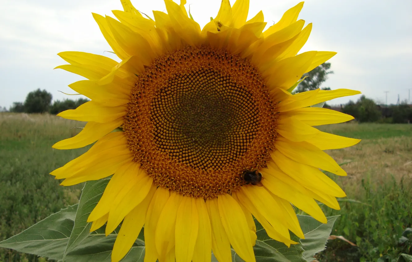 Фото обои солнце, пчела, подсолнух, делтый