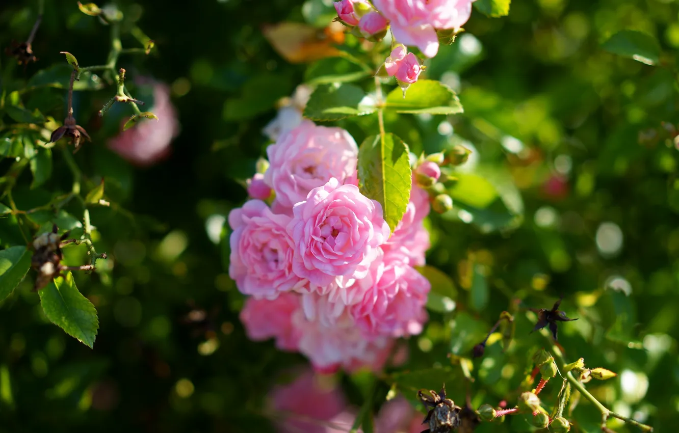 Фото обои лето, листья, цветы, ветки, розы, розовые, розовый куст