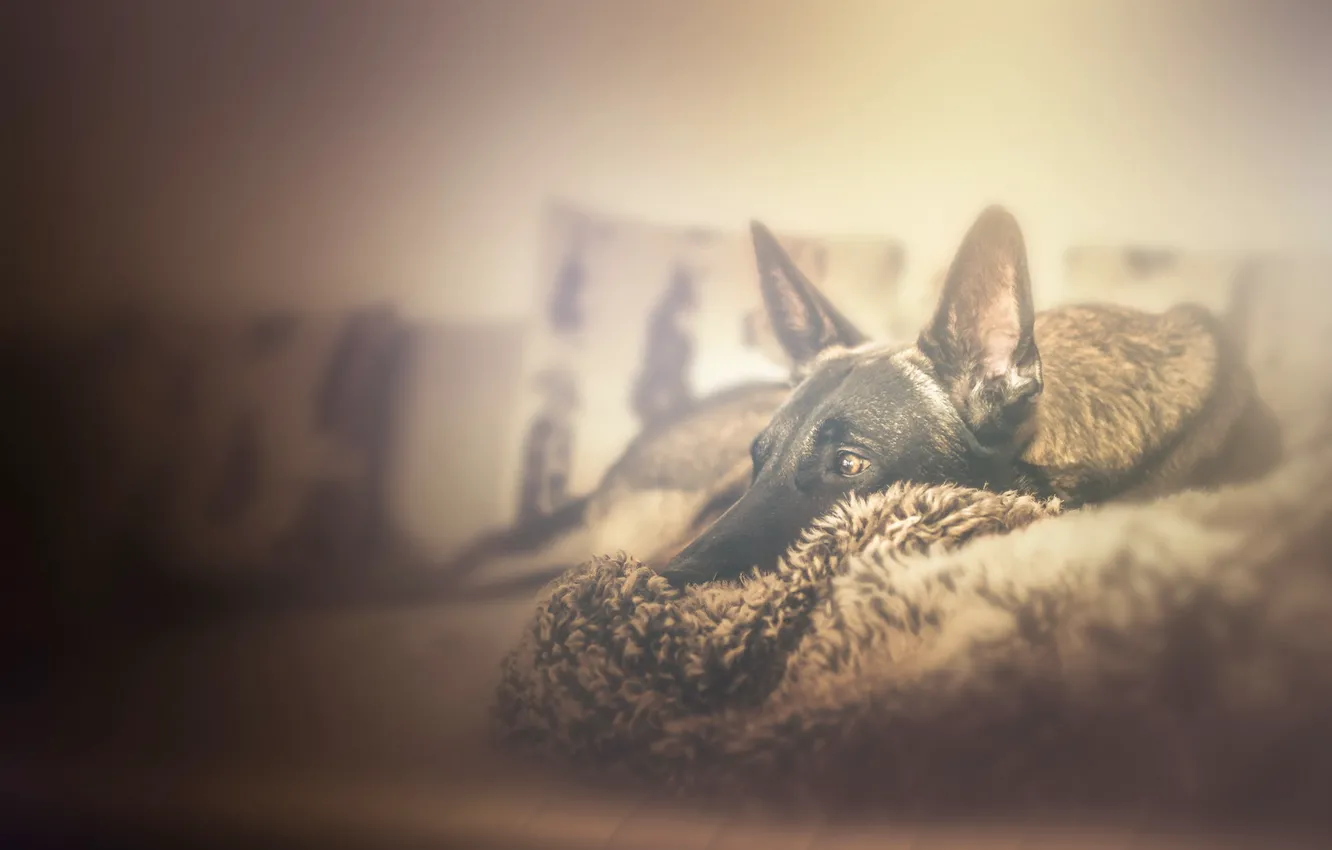 Фото обои взгляд, друг, дома, собака