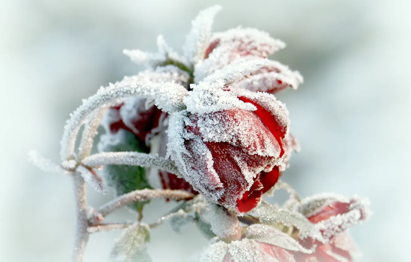 Фото обои flower, winter, frosen