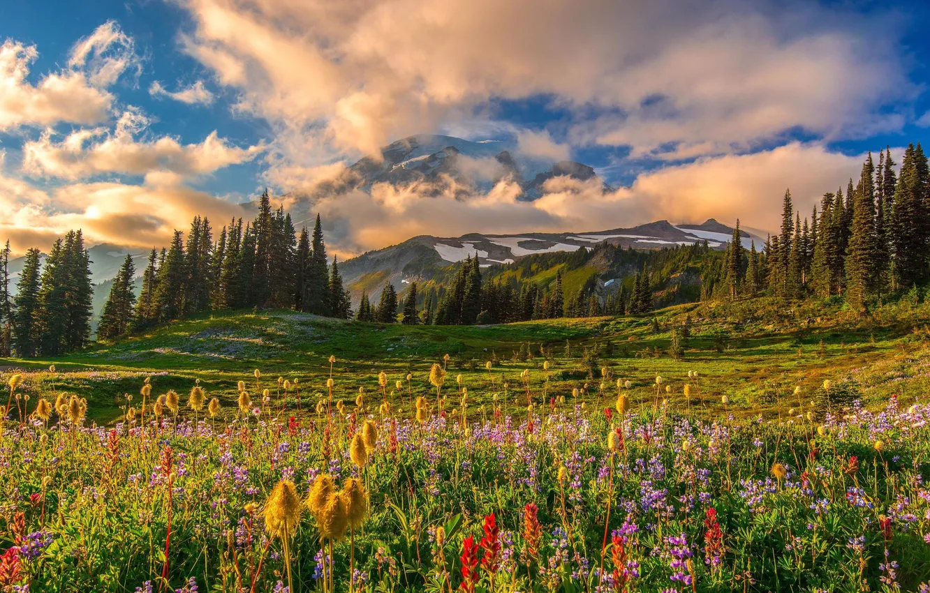 Фото обои зелень, поле, лес, лето, небо, облака, пейзаж, цветы