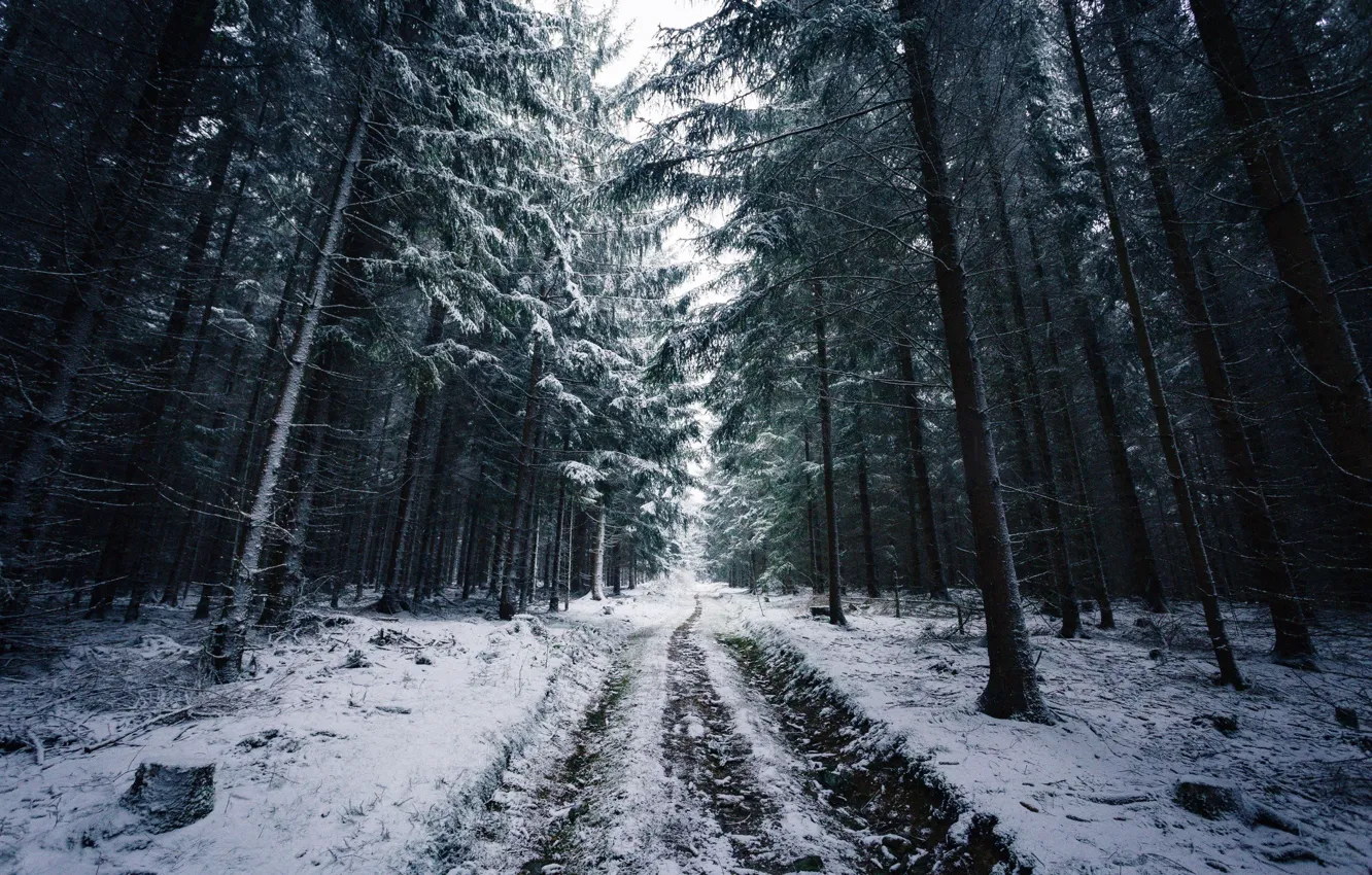 Фото обои Природа, Зима, Дорога, Деревья, Снег, Лес, Следы, Ветки