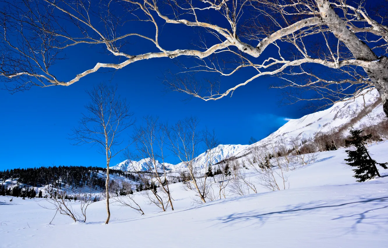 Фото обои зима, лес, небо, свет, снег, деревья, горы, ветки