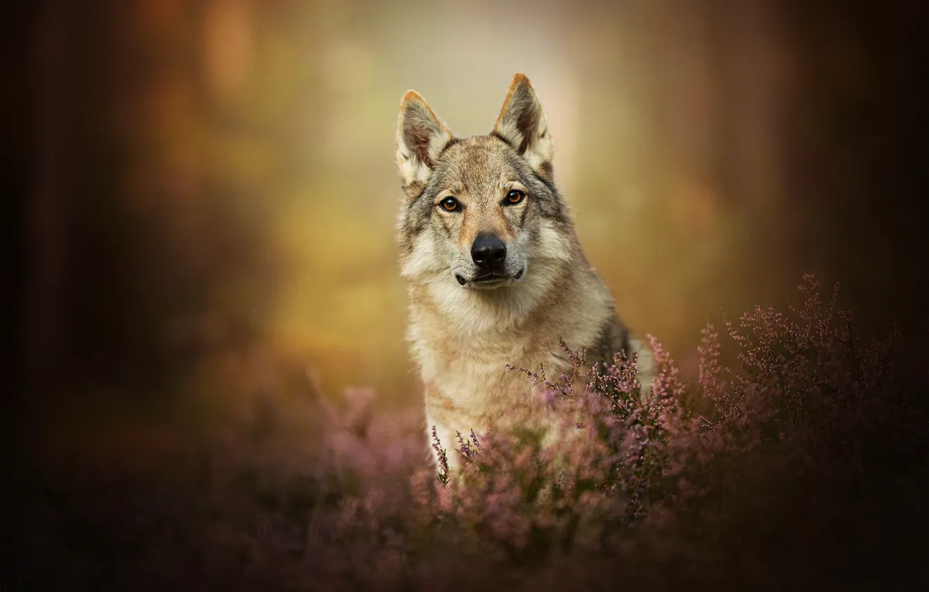 Фото обои взгляд, собака, боке, вереск, Чехословацкая волчья собака