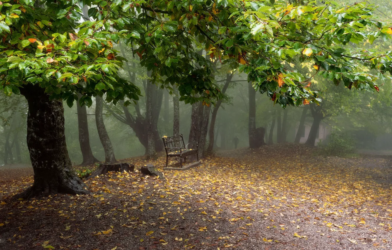 Фото обои деревья, парк, листва