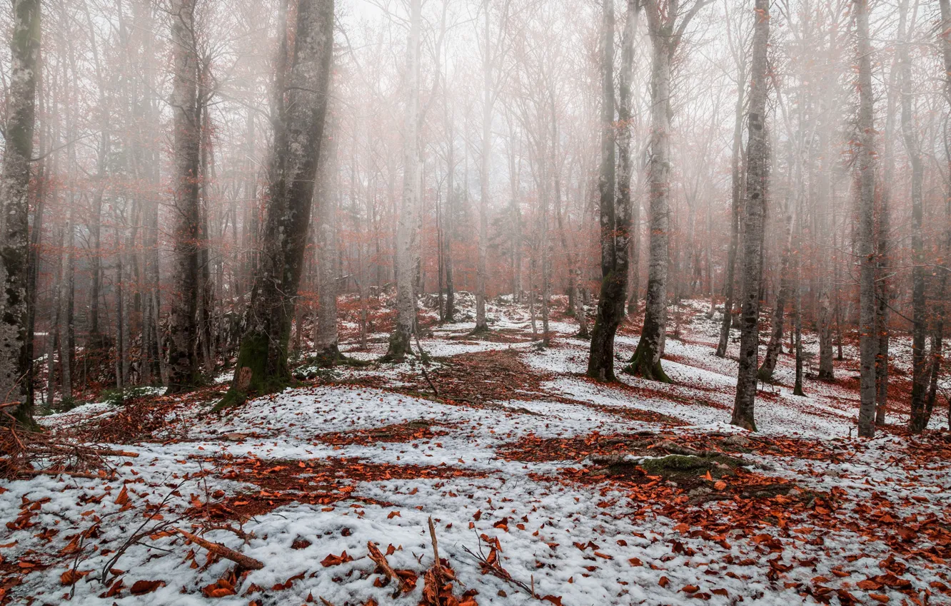Фото обои осень, лес, снег