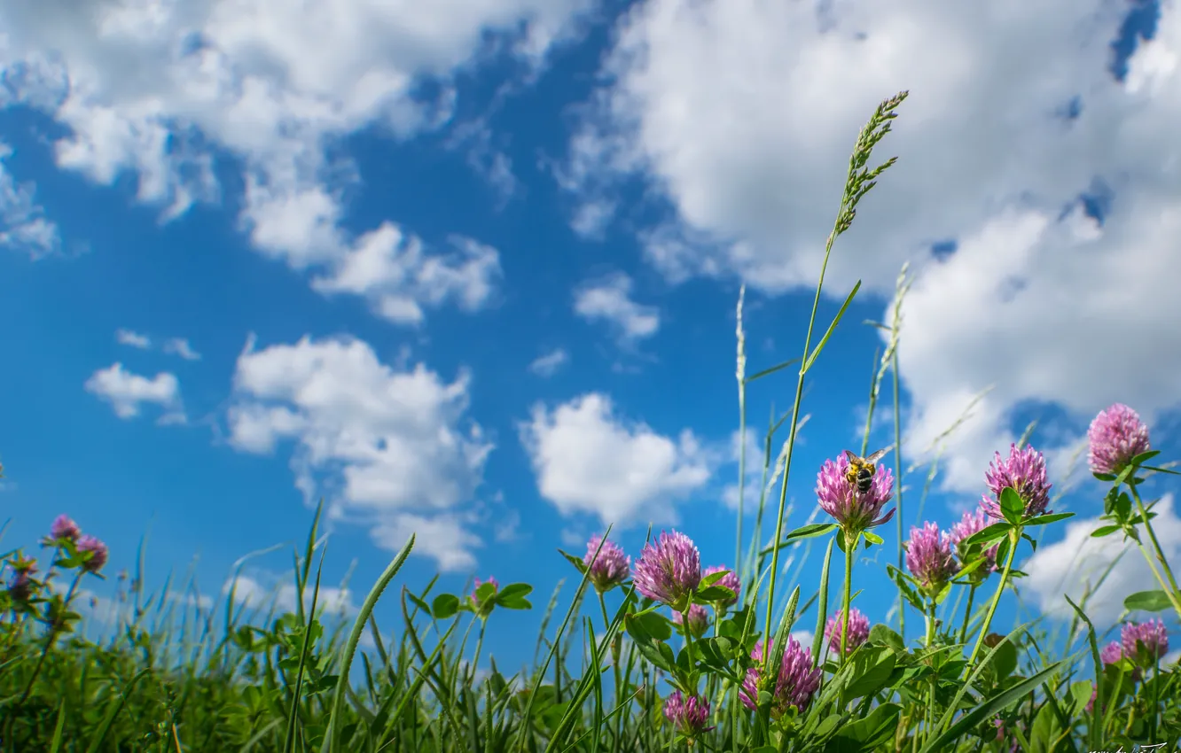 Фото обои небо, трава, облака, цветы, луг, клевер