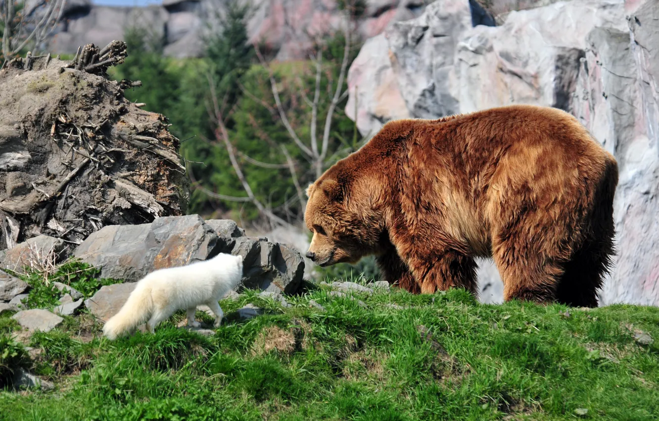 Фото обои трава, камни, медведь, мишка, профиль, песец