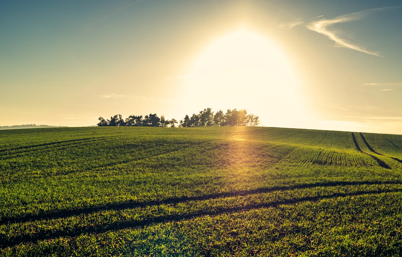 Фото обои зелень, поле, закат, природа, green, nature, sunset, fields
