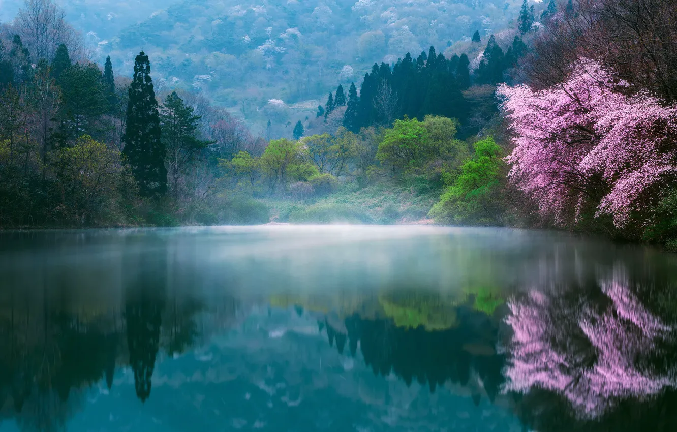 Фото обои цветы, природа, туман, озеро, весна, Япония, сакура, дымка