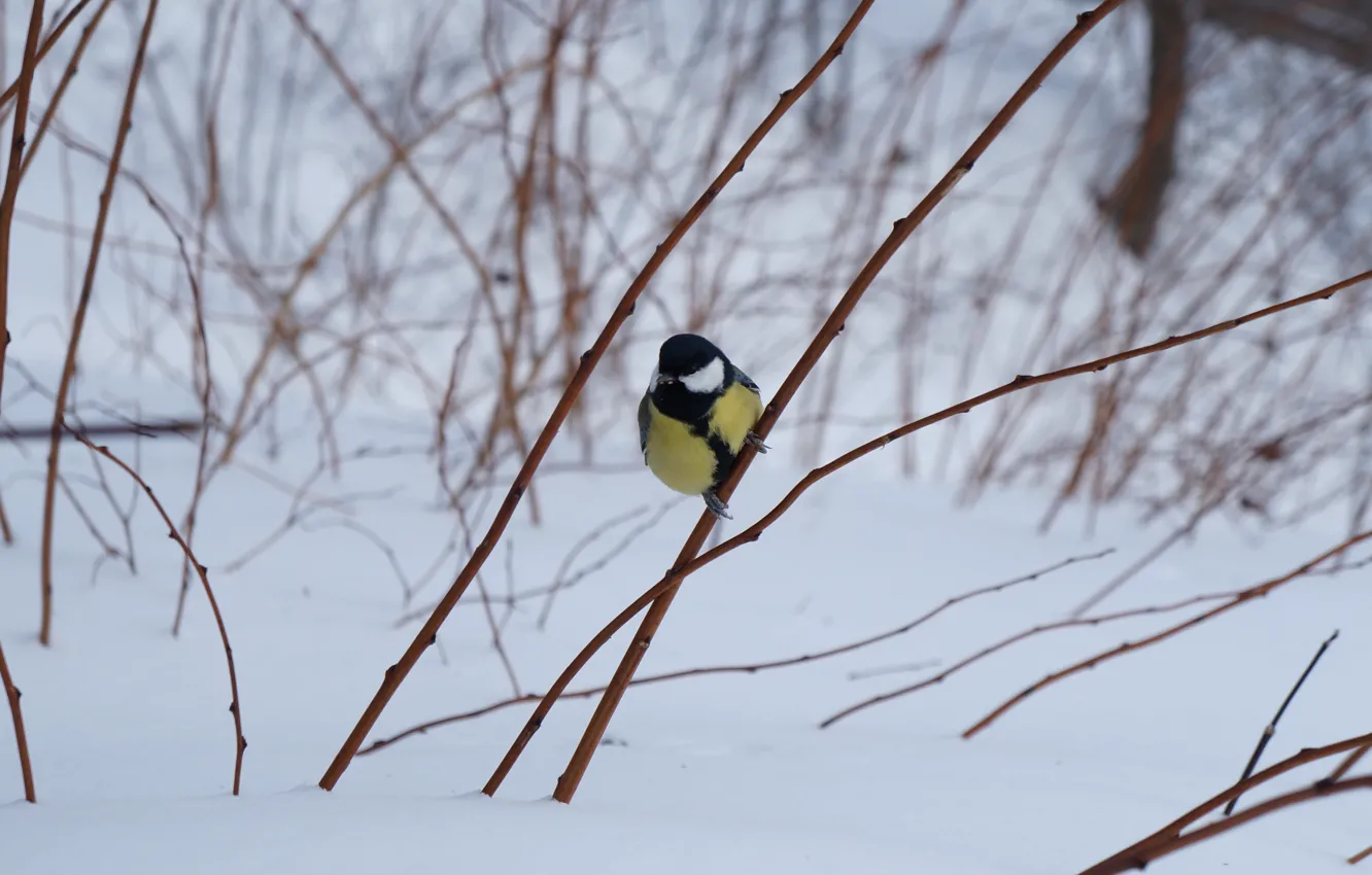 Фото обои зима, лес, снег, синичка