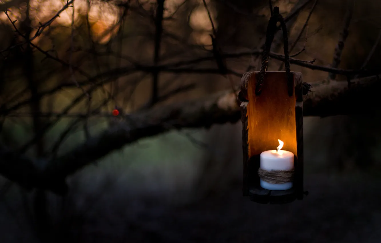 Фото обои ночь, ветки, дерево, свеча