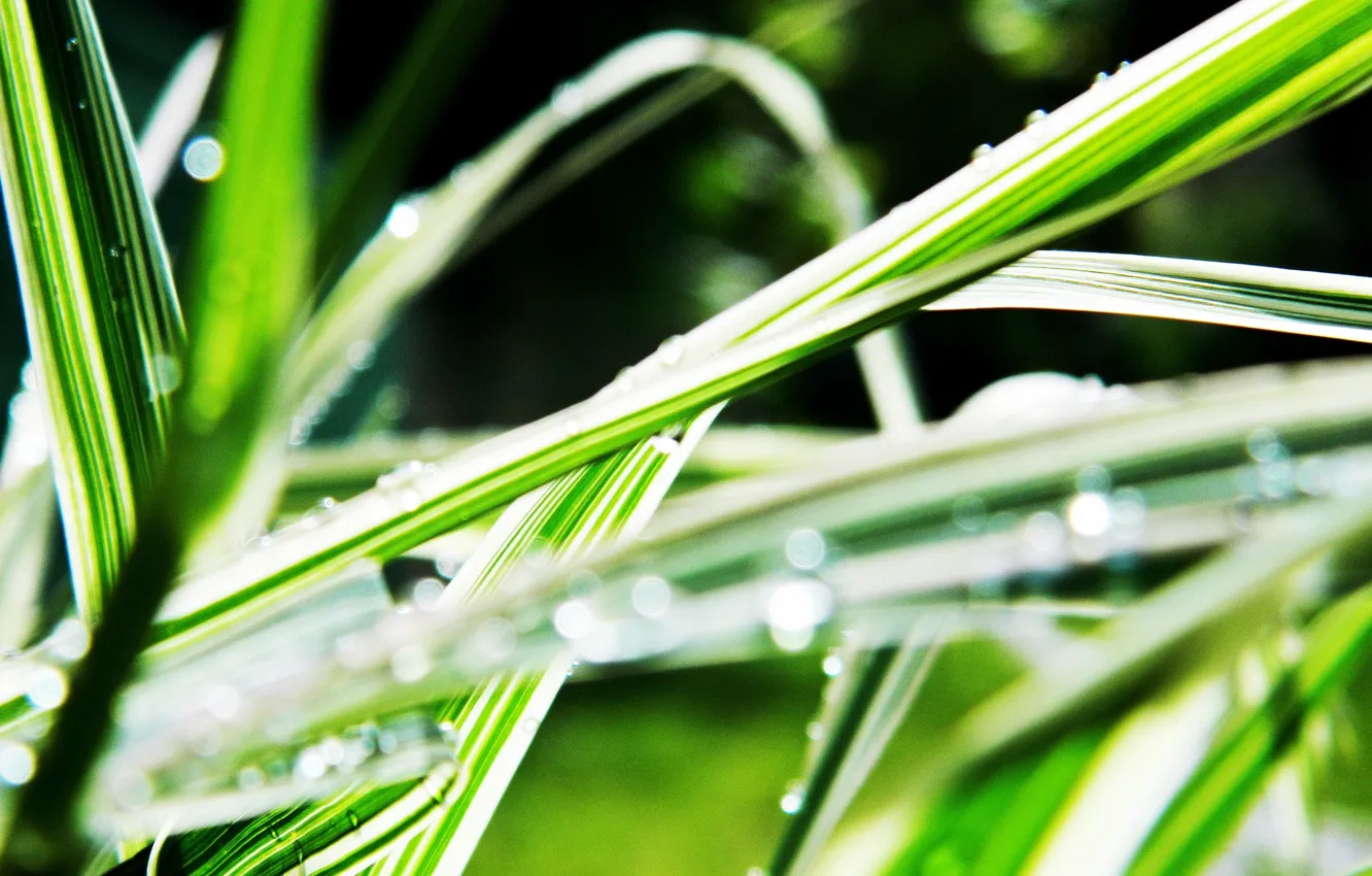 Фото обои трава, вода, капли, роса, размытость, линейные листочки