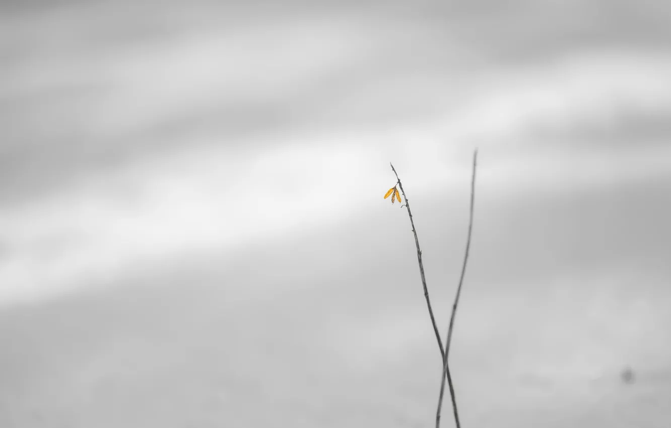 Фото обои трава, природа, фон