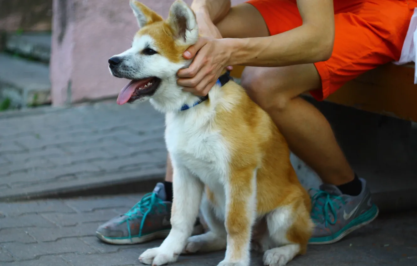 Фото обои Japan, dog, akita, Shiba, Doge, shiba-inu, Akita-Inu