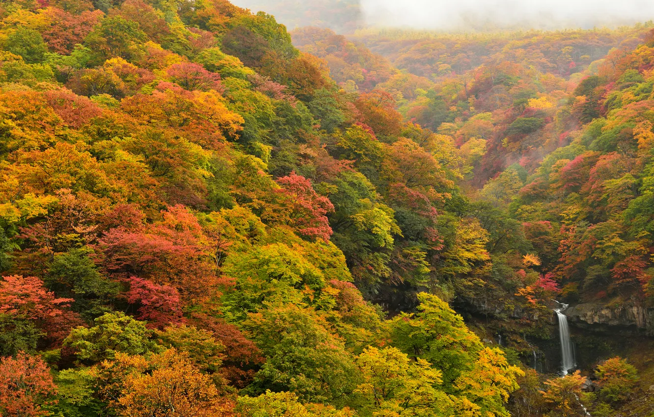 Фото обои осень, лес, деревья, водопад, склон