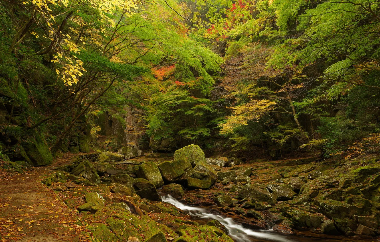 Фото обои осень, лес, деревья, ручей, камни, заросли