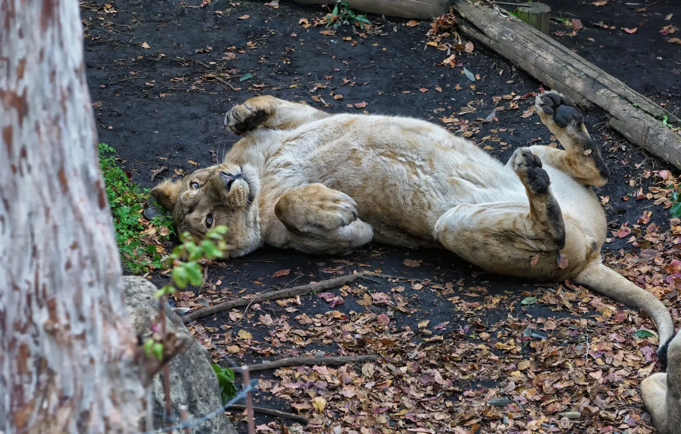 Фото обои кошка, листья, деревья, игра, львица