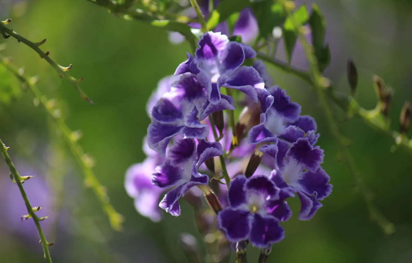 Фото обои макро, соцветие, Дуранта