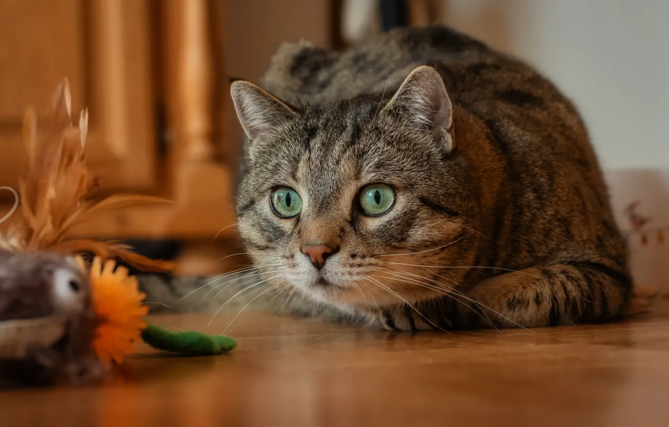 Фото обои кошка, кот, взгляд, морда, поза, серый, игрушка, охота