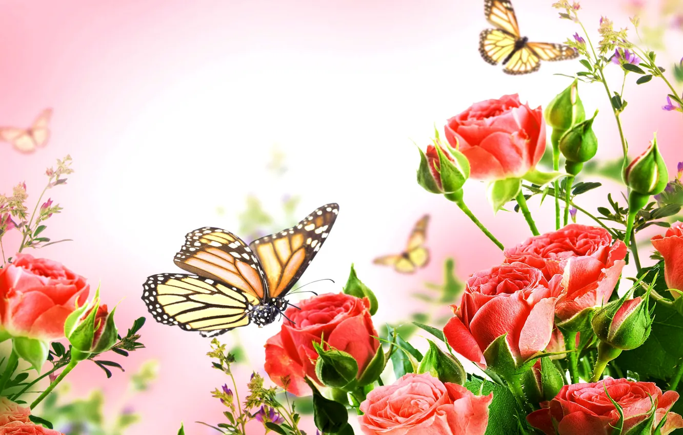 Фото обои бабочки, фон, куст, розы, красные, крупным планом