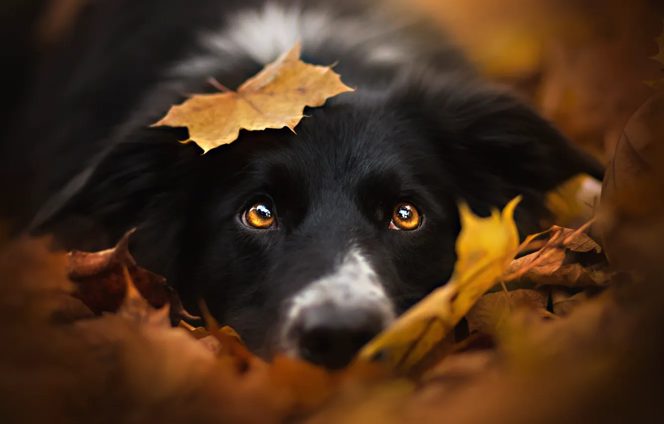 Фото обои осень, взгляд, морда, листья, листок, собака, черная, бордер-колли