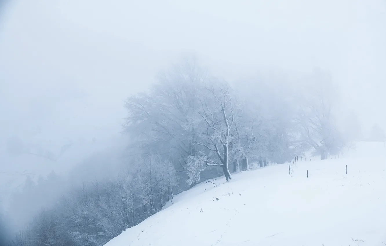 Фото обои зима, снег, природа, туман