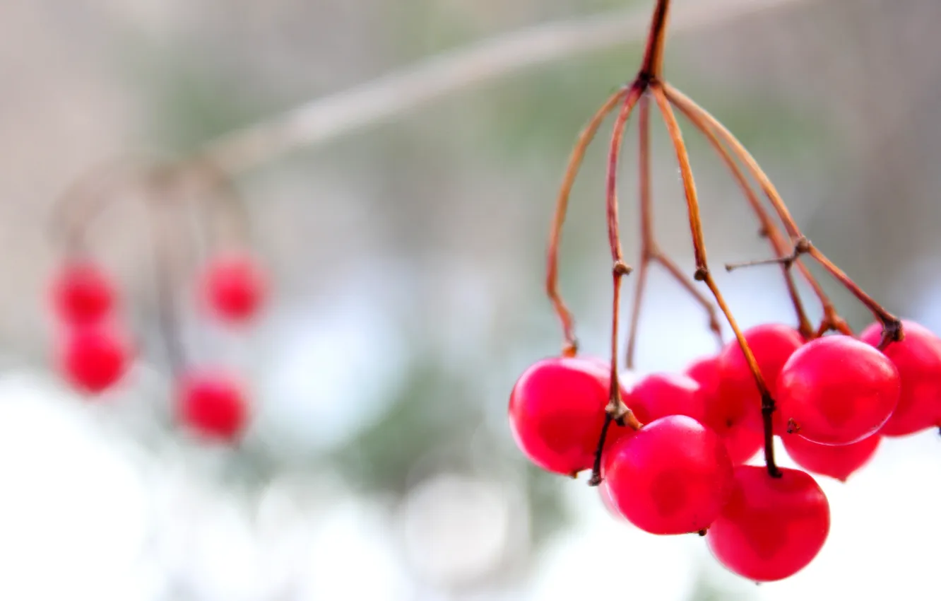 Фото обои зима, снег, ягоды, красные
