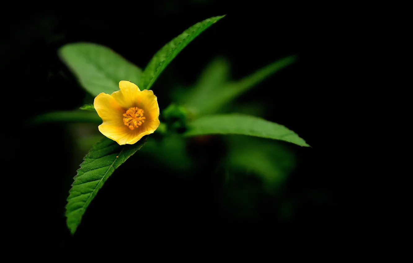 Фото обои цветы, природа, жёлтый