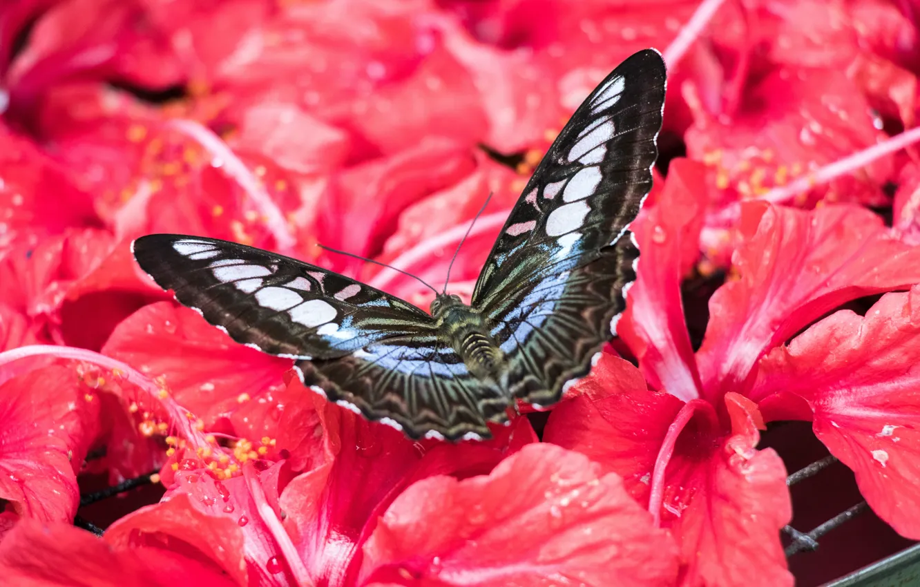 Фото обои butterfly, insect, malaysia, hibiscus, butterfly park