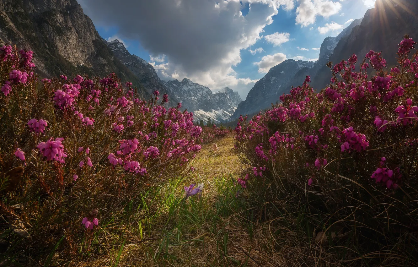 Фото обои цветы, горы, Словения, Slovenia, Юлийские Альпы, Julian Alps, Долина Крма, Krma Valley