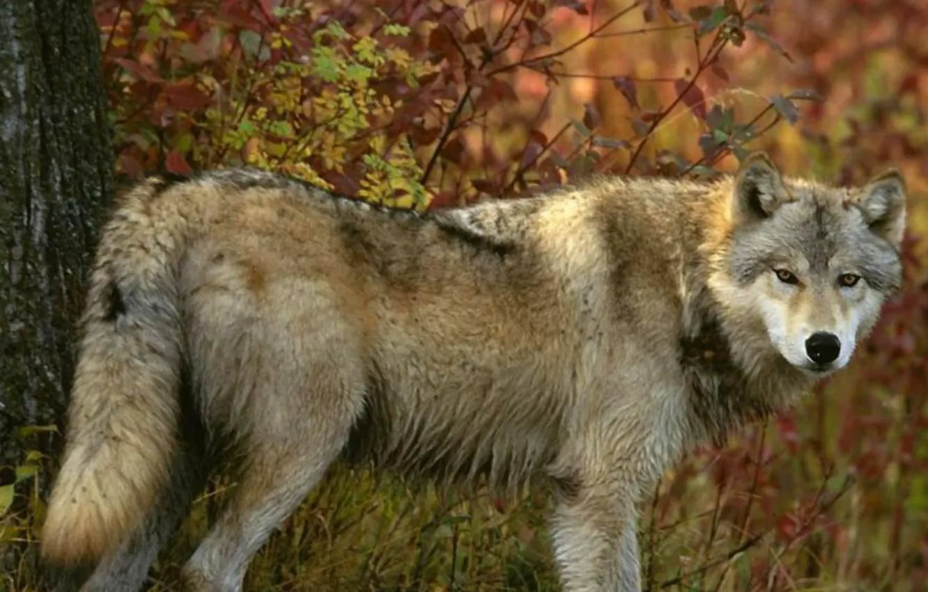 Фото обои nature, predator, animal, wolf, wildlife, portrait, portrait., Canis lupus. face