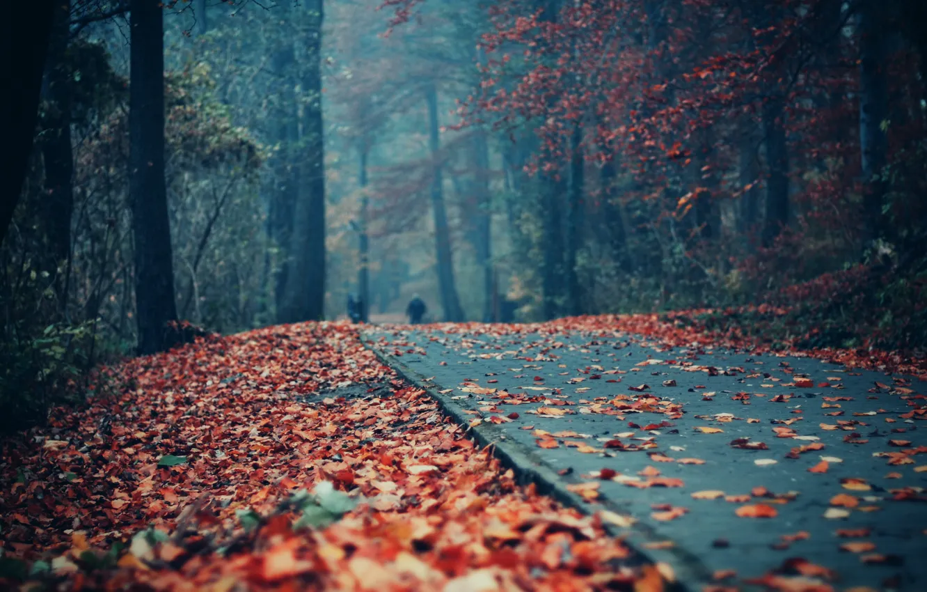 Фото обои осень, парк, люди, листва, дорожка