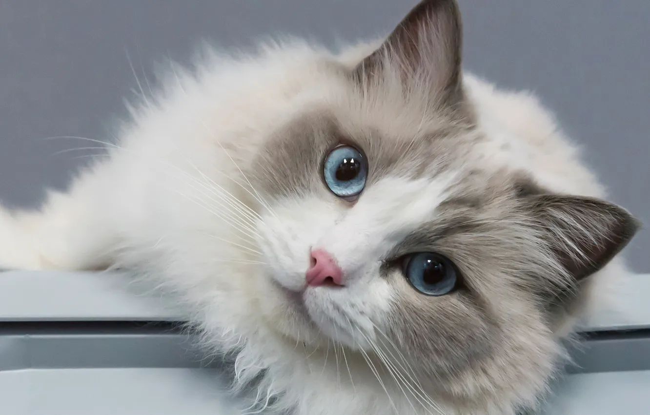 Фото обои кошка, взгляд, портрет, мордочка, голубые глаза, Рэгдолл