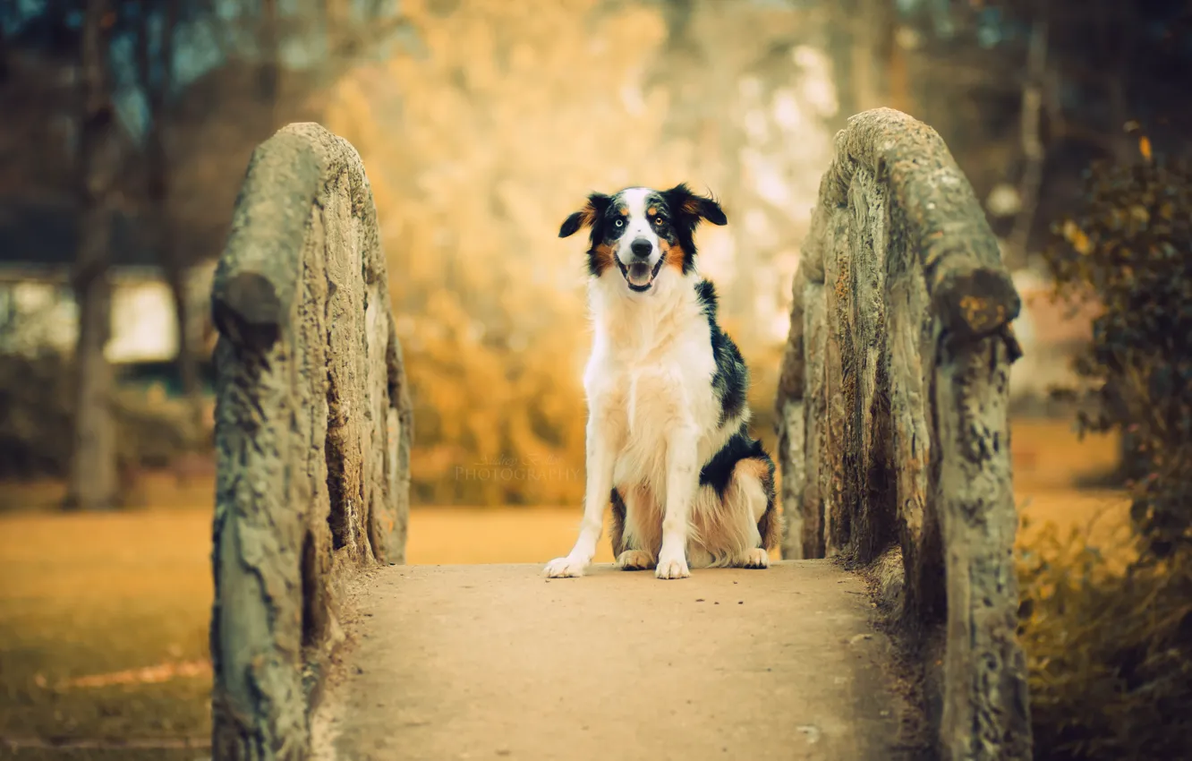 Фото обои мост, друг, собака