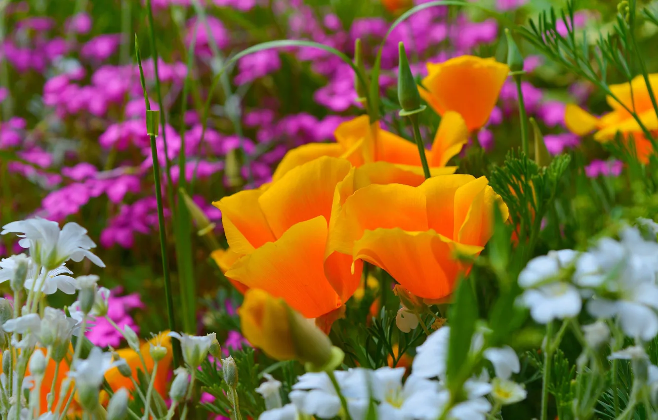 Фото обои Весна, Spring, Ясколка, Yellow flowers, Эшшольция, Калифорнийский мак