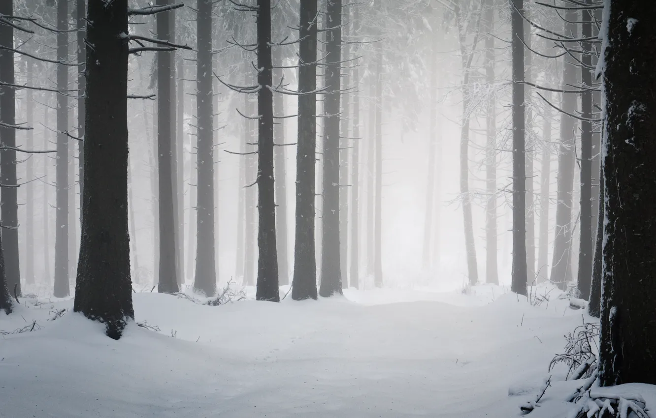 Фото обои холод, зима, дорога, снег, деревья, дерево, стволы, дороги