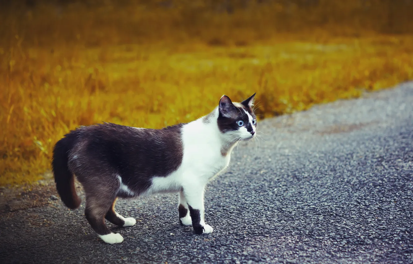 Фото обои дорога, кошка, взгляд, чёрно-белая, голубоглазая