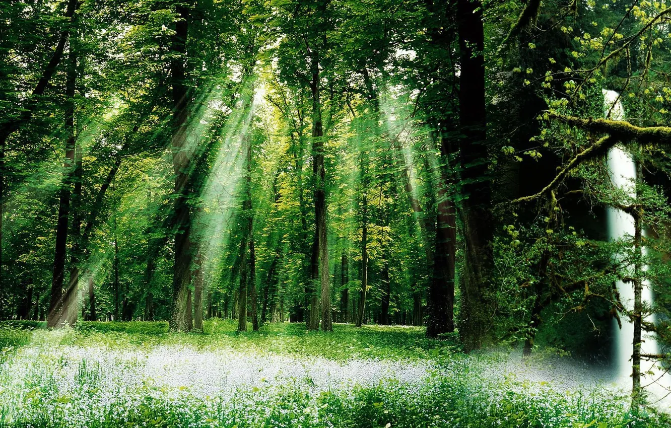 Фото обои зелень, лес, лето, трава, солнце, лучи, листва, водопад